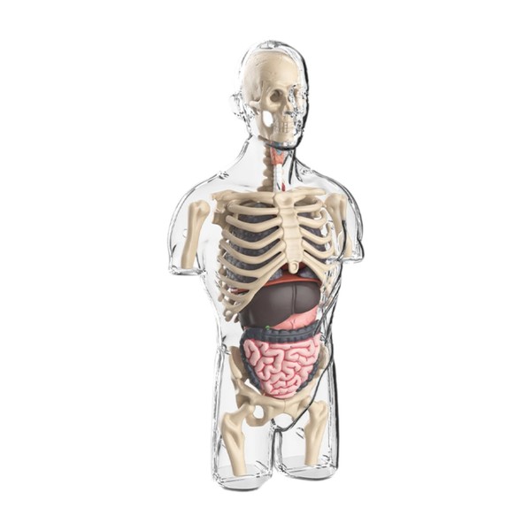 MagiDeal Human Body Model Toy Teaching Material Early Education 3D