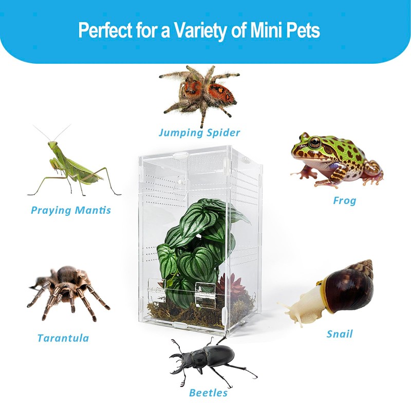 Duedusto Jumping Spider Enclosure 6”x6”x10”, Arboreal Tarantula Enclosure, Praying Mantis