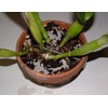 Nutricote. Timed Release Fertilizer. 18-6-8 180 Day. 10 Pounds. Orchids,