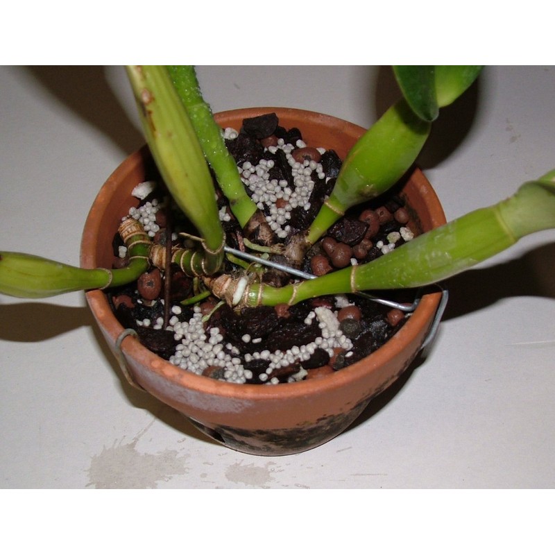 Nutricote. Timed Release Fertilizer. 18-6-8 180 Day. 10 Pounds. Orchids,