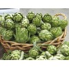 NIKA SEEDS - Seeds Vegetable Green Globe Artichoke - 20