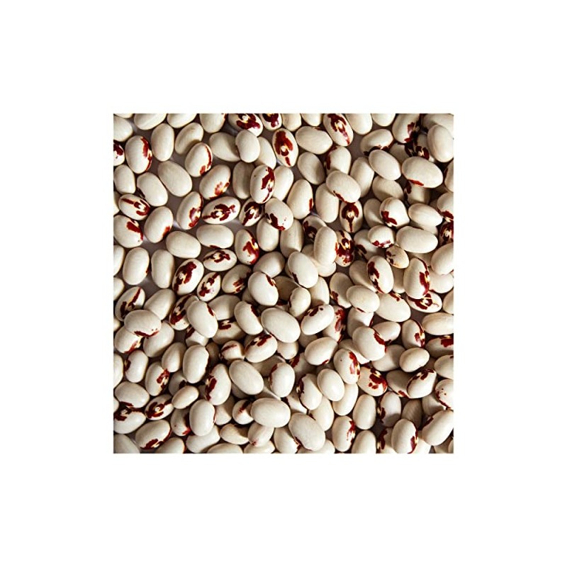 Everwilde Farms - 1/4 Lb Soldier Dry Bean Seeds -