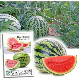Dixie Queen Watermelon Seeds for Planting - 50+ Heirloom Seeds Per Packet, (Isla's Garden Seeds), Non-GMO, Botanical Name; Citrullus Lanatus, Great Gift, Delicious Flavor