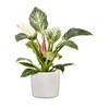 Scheurich Solido, Set of 2 Ceramic Flower Pots, Colour: Perla,