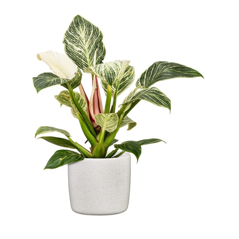 Scheurich Solido, Set of 2 Ceramic Flower Pots, Colour: Perla,