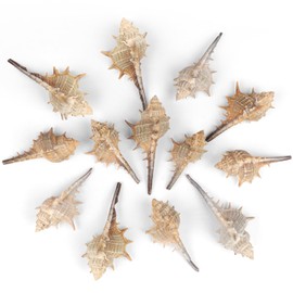 TaoQ C 10 PCS+ Small Conch Shells Natural Sea Shells, 2"-5" Ocean Conch Shells Small Sea Shells for Crafts Wedding Decor Beach Theme Party, Fish Tank and Vase Filler