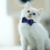 Jagowa 2 Pcs Cat Collars with Bow Tie and Bell