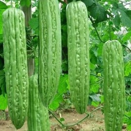 Fairy7Seas Green Skin Long Bitter Gourd Seeds, Ku Gua,Foo Qua, Asian Bitter Melon - 10 Seeds