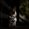 RAFIYU Dog Harness Medium Breathable Vest, Step-in Cat Puppy Harness