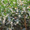 Fragrant Tea Olive Shrub | 2 Extra Large 3 Gallon