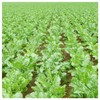 Everwilde Farms - 1 Lb Sugar Beet Beet Seeds -