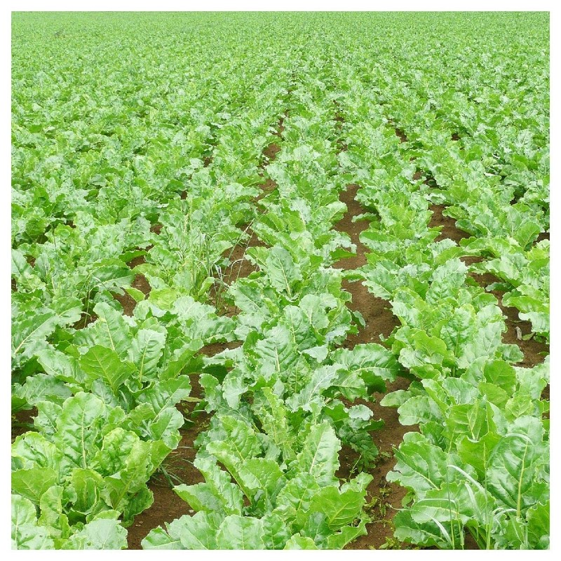 Everwilde Farms - 1 Lb Sugar Beet Beet Seeds -