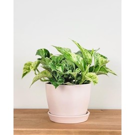 PlantVine Meseta Planter 6.5-inch, Rose, Indoor/Outdoor