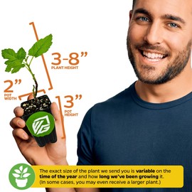 Wellspring Gardens Chicago Hardy Fig Tree - Ficus carica by Wellspring Gardens - Hardy & Fruitful - Ideal for Gardens - Purple-Skinned Figs - Backyard Orchard - Edible Landscape Plant - Beginner Friendly Fruit Tree