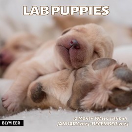 Lab Puppies 2025 Wall Calendar | 12" x 24" Open Hangable Monthly | Thick & Sturdy Paper | Cute Labrador Dog | Family Planner Calendar