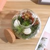 Toddmomy 1pcs Small Glass Plant Terrarium,Desktop Glass Succulent Plant Terrarium