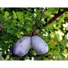 10 Seeds Chocolate Vine 3-Leaf Akebia trifoliata | Hardy Fruit