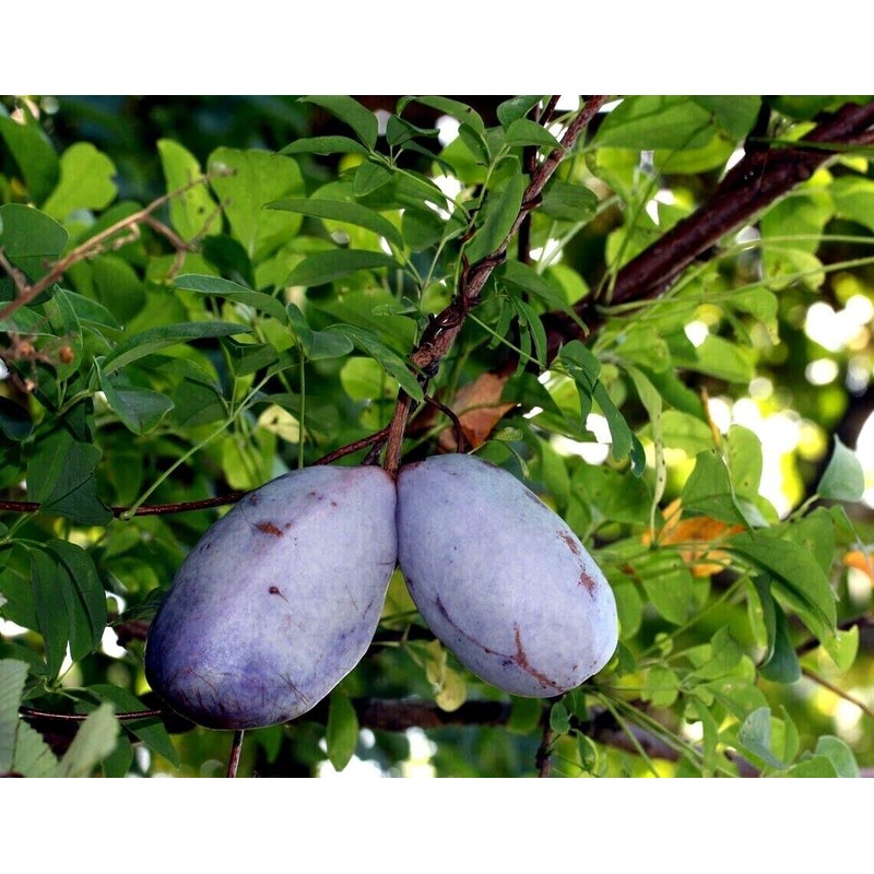10 Seeds Chocolate Vine 3-Leaf Akebia trifoliata | Hardy Fruit