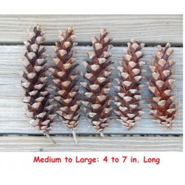 Unbranded Eastern White Pine Cones Natural Pinecones DIY Decor Project Crafts Supplies - Medium to Large
