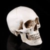 Human Skull Resin Skull Model White Resin 1 Piece White