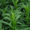 TARRAGON -300 Herb Seeds -Non GMO-Organic-Op