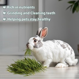 Ohcool Premium Dried Bamboo Leave Nature Food for Pet Rabbit and Other Small Animals - Dust Free Natural Green Fresh for Rabbits Tortoise Guinea Pig Chinchilla 3.5OZ