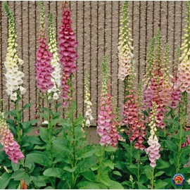 The Gardening World 20,000 FOXGLOVE Flower Seeds Digitalis Purpurea Lady's Glove Mixed colors
