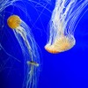 Seachem Seachem Prime Fresh and Saltwater Conditioner - Chemical Remover