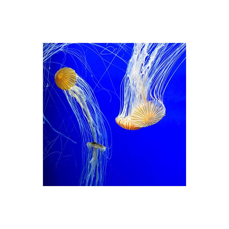 Seachem Seachem Prime Fresh and Saltwater Conditioner - Chemical Remover