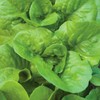 SEEDS Bibb Lettuce Seeds 500+ SEEDS NON-GMO BUY 4 ITEMS