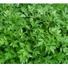 Sun Tingle Soap, Wormwood Pack of Horai Soap Soap Soaps