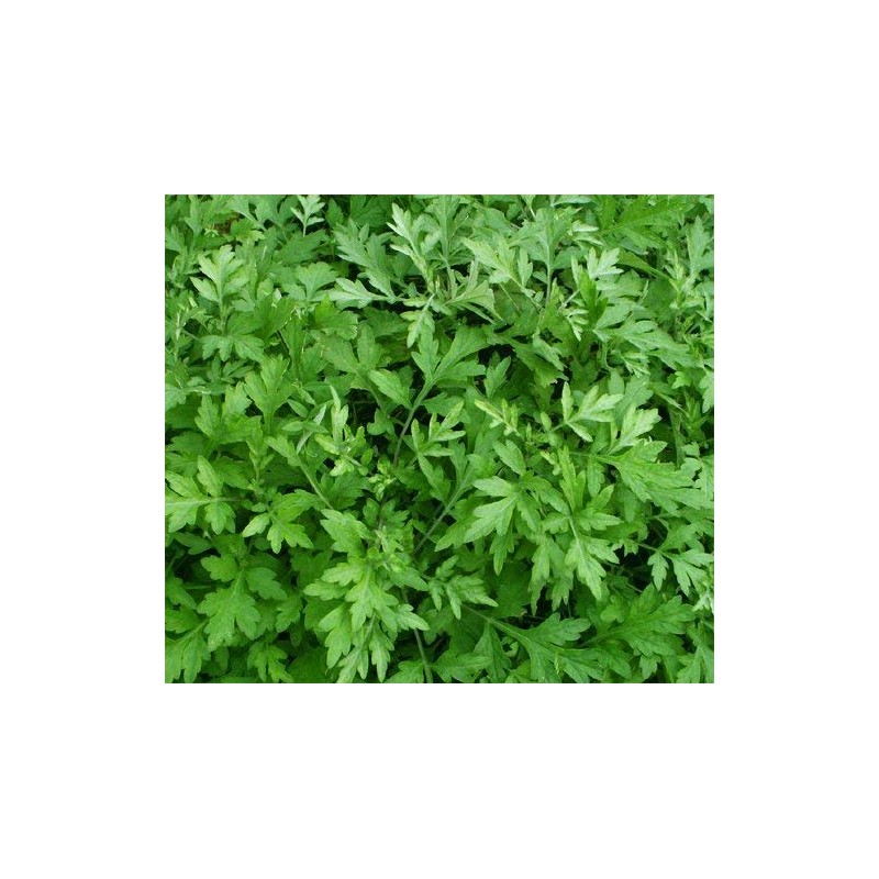 Sun Tingle Soap, Wormwood Pack of Horai Soap Soap Soaps