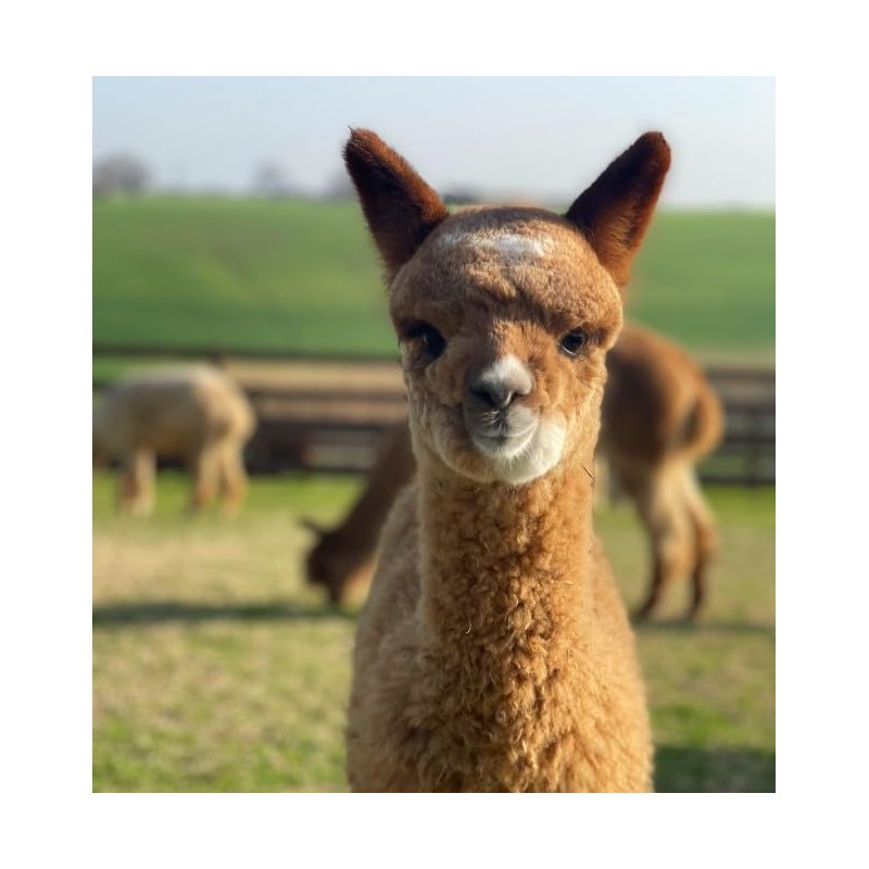 100% Alpaca Wool Bird Nesting Materials for any Hanging Holder