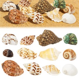 TenaLucy 12 Pièces Conchiglie di Mare Naturali, Set di Conchiglie dis Mare, Decorazioni Acquario Conchiglio Miste da Spiaggia, 3-9 CM Acquario Piccolo Conchiglia Per Shell Decorazione Acquarios