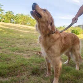 Premium Nylon 18 Inches Short Leash with Soft Neoprene Handle and Strong Clip But Easy to Attach and Removal - Daily Use Walking and Training. (Military Green)