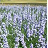 TomorrowSeeds Light Blue Rocket Larkspur Seeds | Delphinium Consolida Ajacis
