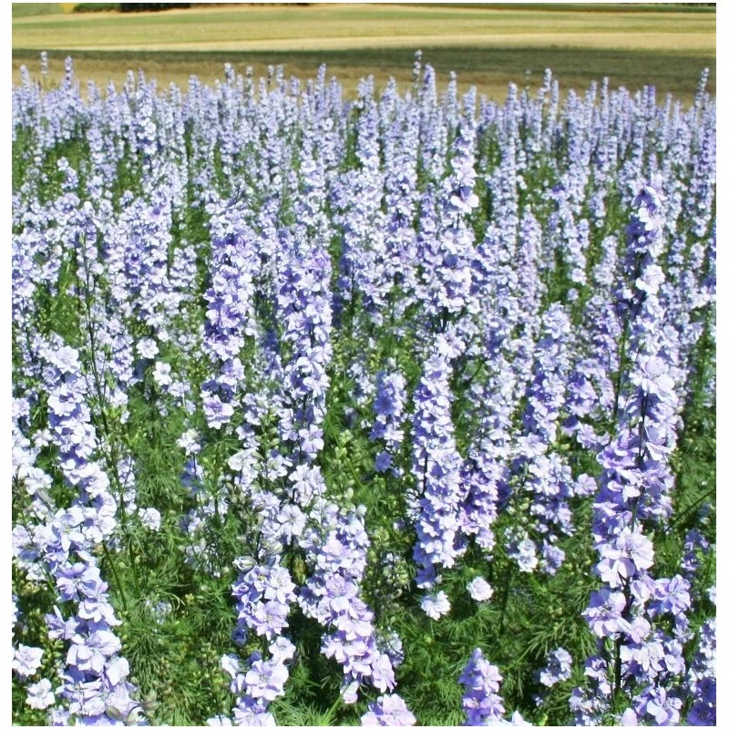 TomorrowSeeds Light Blue Rocket Larkspur Seeds | Delphinium Consolida Ajacis