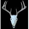 KIT BLANQUEADOR CRÁNEO EUROPEO/CIERVOS/CAZA/HOGAR/BLANQUEO/TAXIDERMIA/ATRAMP