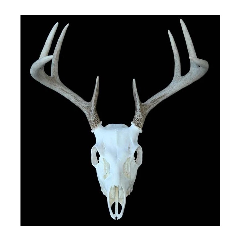 KIT BLANQUEADOR CRÁNEO EUROPEO/CIERVOS/CAZA/HOGAR/BLANQUEO/TAXIDERMIA/ATRAMP