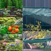 ANC POP 3 Pack Pop Up Mesh Plant Cover, Plant