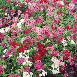 Eden Brothers Annual Phlox Seeds - Dwarf Mix