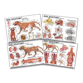 Blue Tree Publishing Dog Anatomy Chart Set Veterinary Anatomy, Anatomy & Veterinary Physiology Canine 2 Charts A4 size - For Vet Nurses And Students