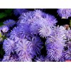Ageratum Mix 500+ Non-GMO Seeds for Planting