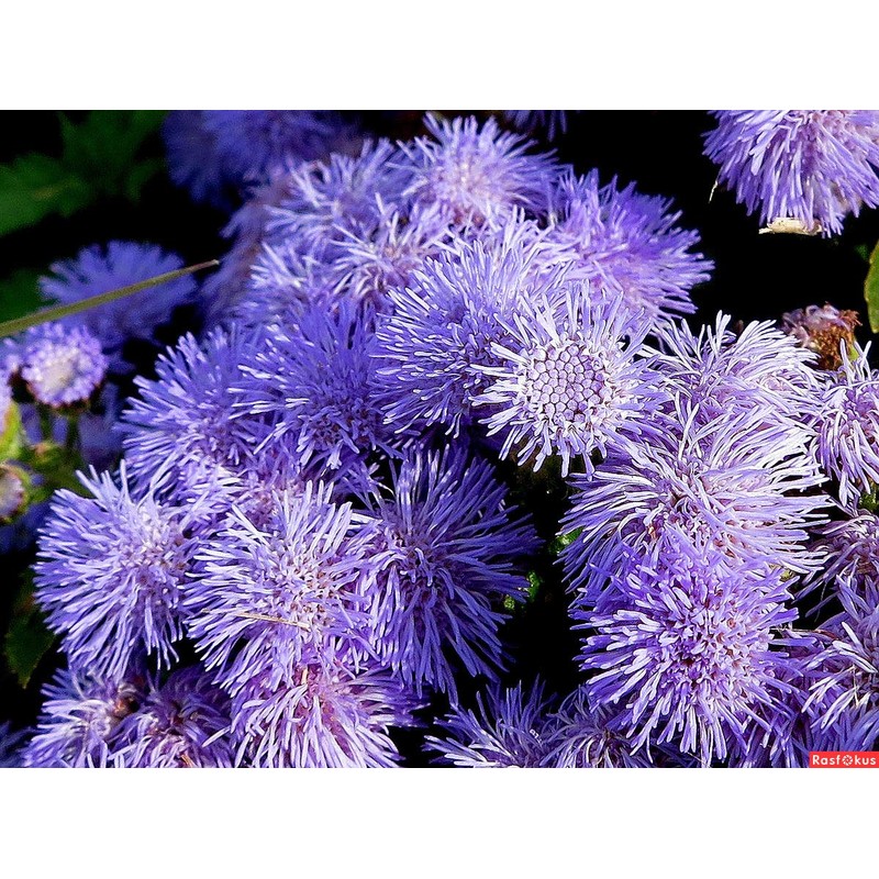 Ageratum Mix 500+ Non-GMO Seeds for Planting