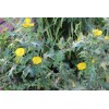 Serendipity Seeds 100 Seeds Yellow Mexican Poppy- Flower seed pack