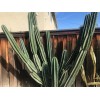 Cactus 12" Long 4-5 inch DIA FRESH CUT Senita Peruvianus