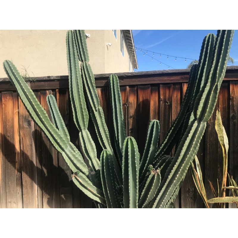 Cactus 12" Long 4-5 inch DIA FRESH CUT Senita Peruvianus