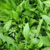 Chicory Food Plot Seeds (1, 15 lb.)