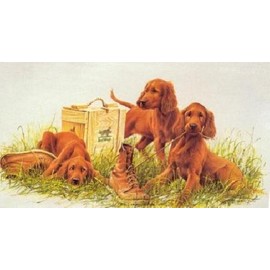 James Killen - Pick of the Litter