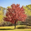 Red Maple, Deciduous, Tall, Shade Tree, Hardy, Rapid Growth, 5